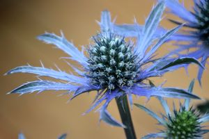 Eryngium 'Blue Waves'