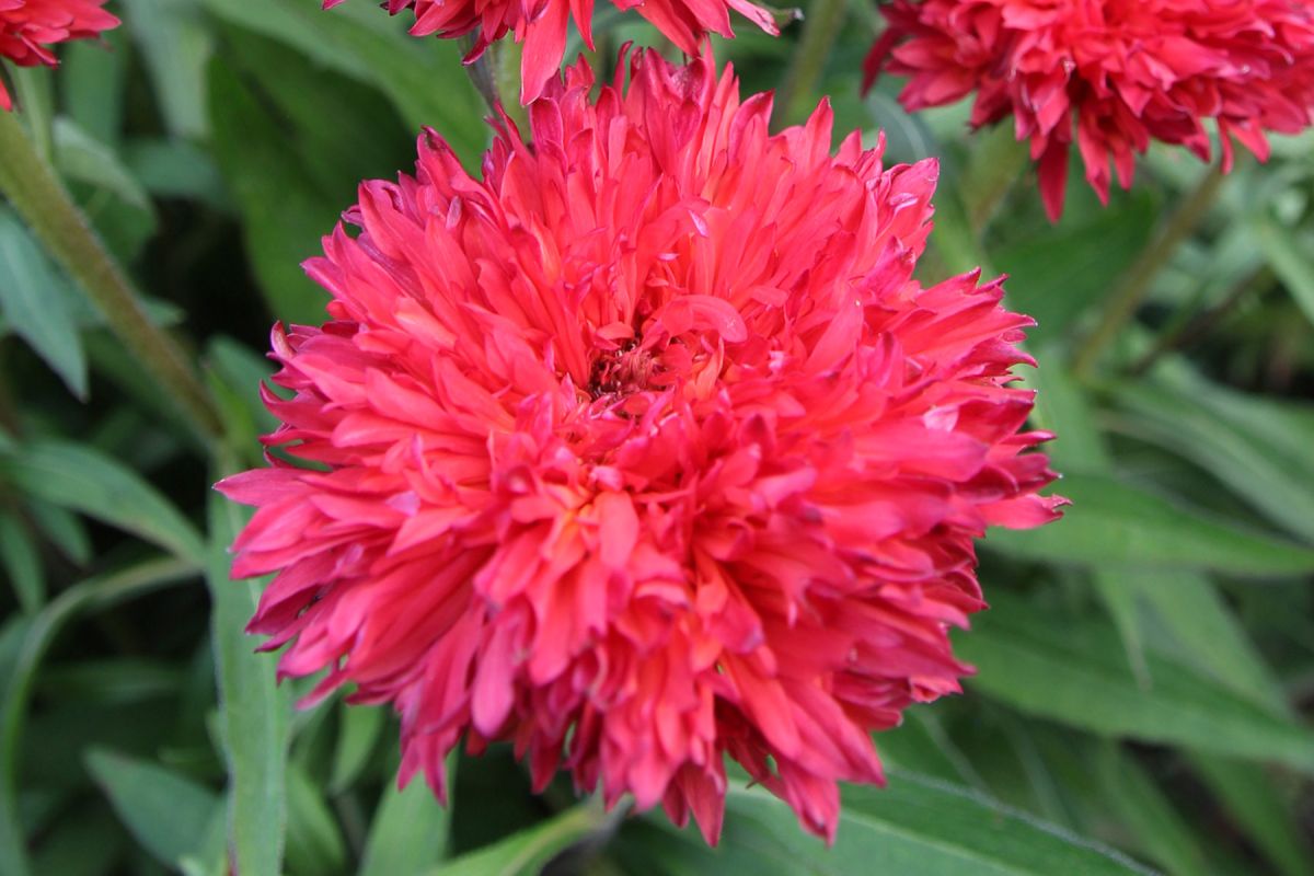 Echinacea Fringe Festival