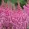 AST Vision in Pink 21