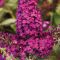 BUD Chrysalis Cranberry 72