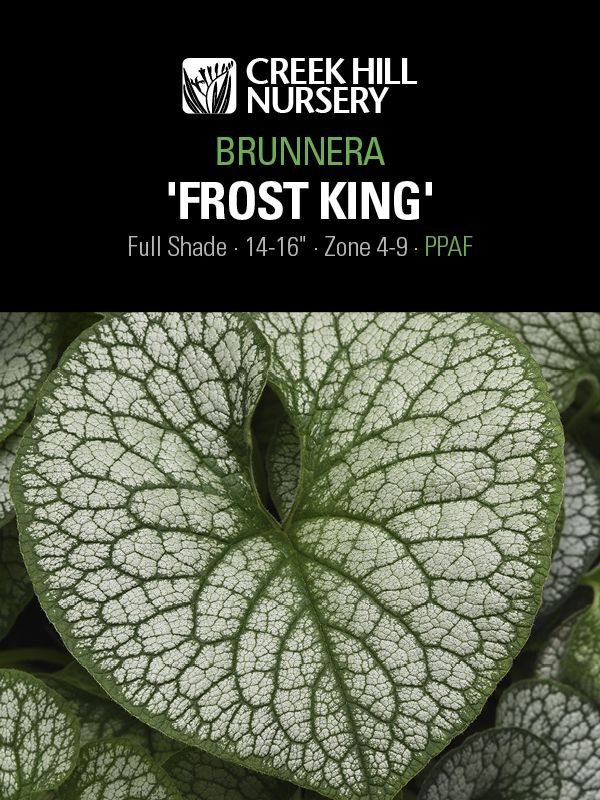 Brunnera Frost King