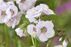 Polemonium 'Violet Heart'